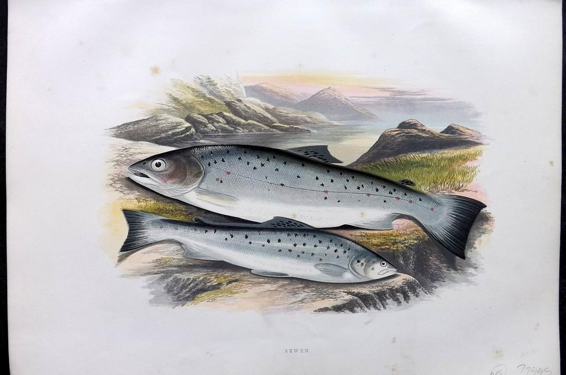 Houghton, Rev. William 1879 Folio Fish Print. Sewen (1 of 2)
