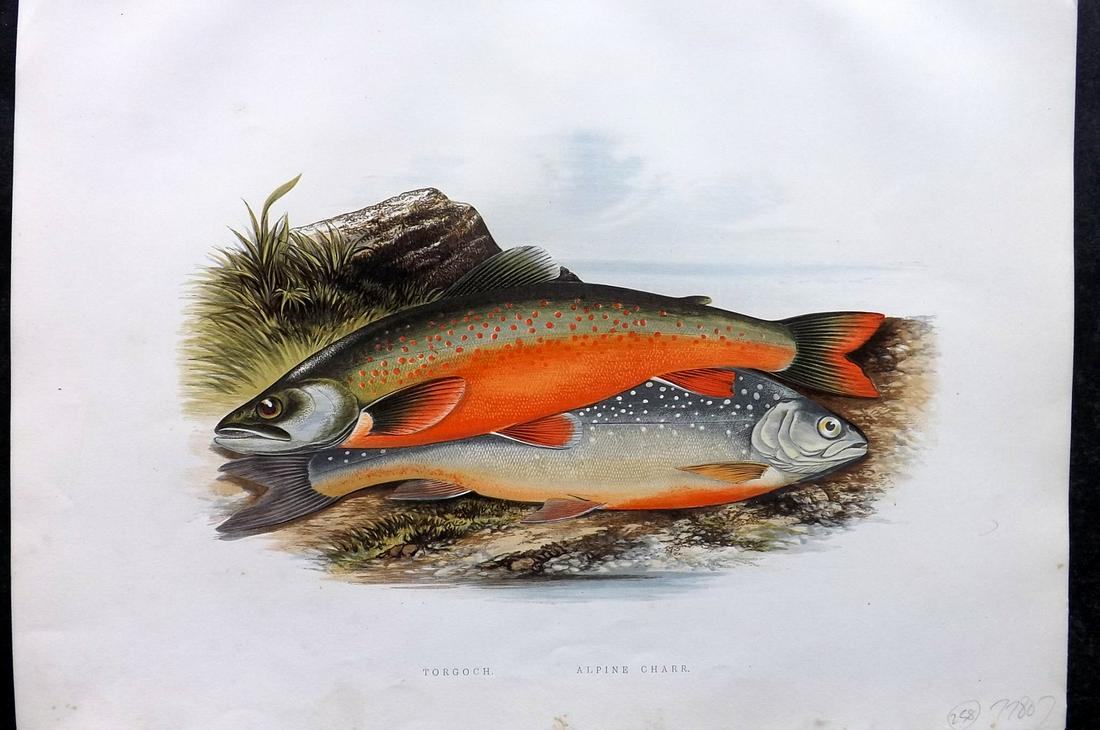 Houghton, Rev. William 1879 Folio Fish Print. Torgoch, Alpine Charr (1 of 2)