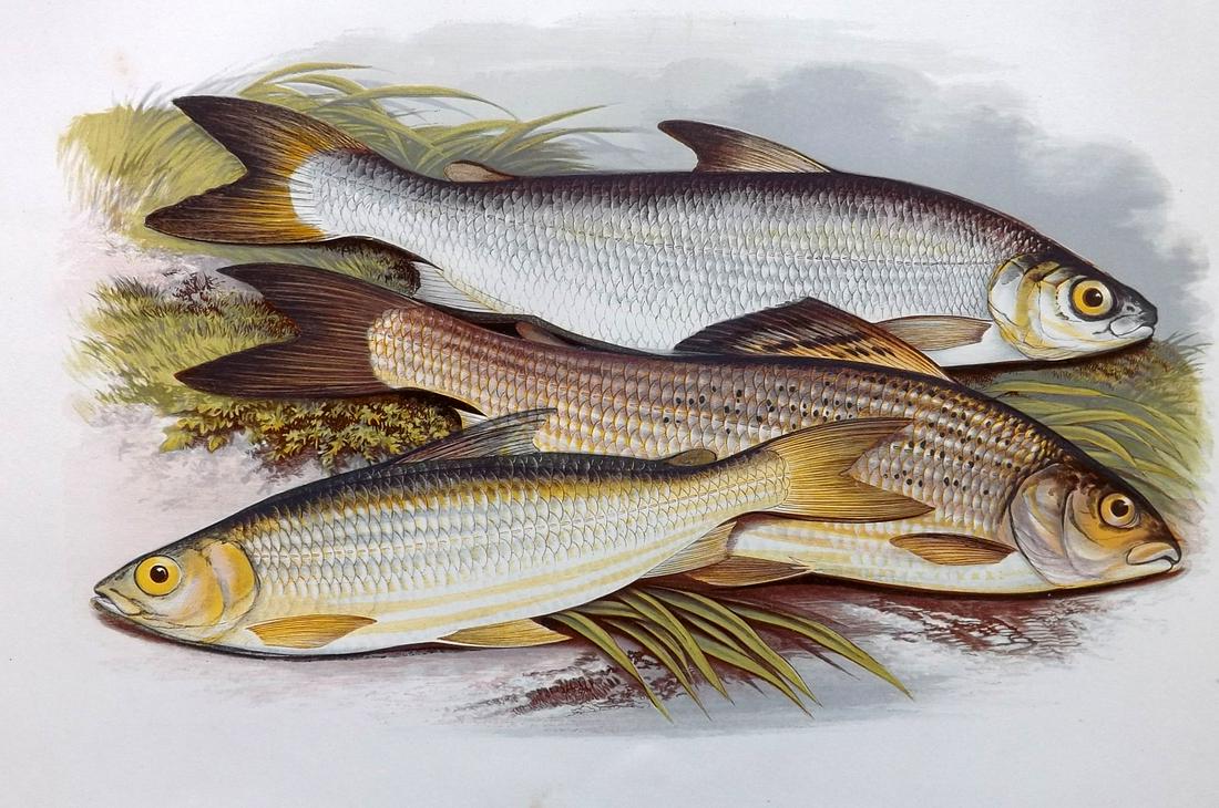 Houghton, Rev. William 1879 Folio Fish Print. Vendace, Gwyniad, Grayling (1 of 1)