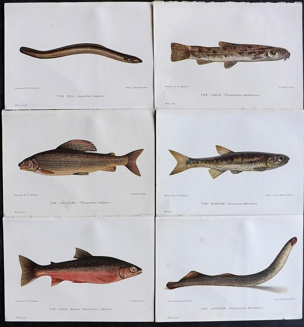 Maxwell, Herbert C1907 Lot of 6 Antique Fish Prints (1 of 2)