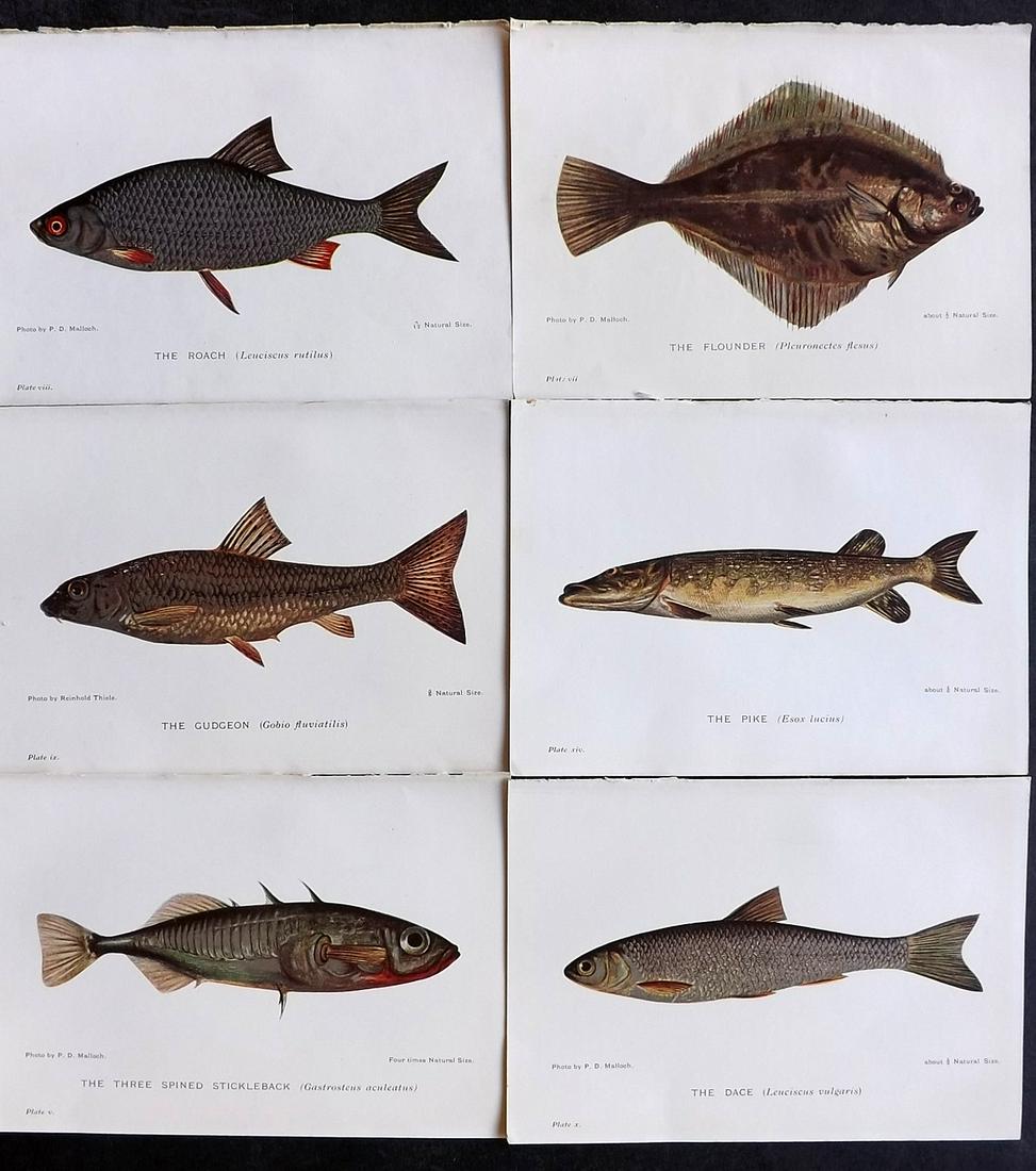 Maxwell, Herbert C1907 Lot of 6 Antique Fish Prints (1 of 2)