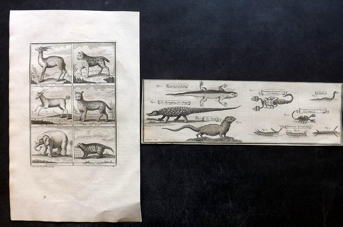 Salmon, Thomas 1753 Pair of Folio Natural History Prints (1 of 2)