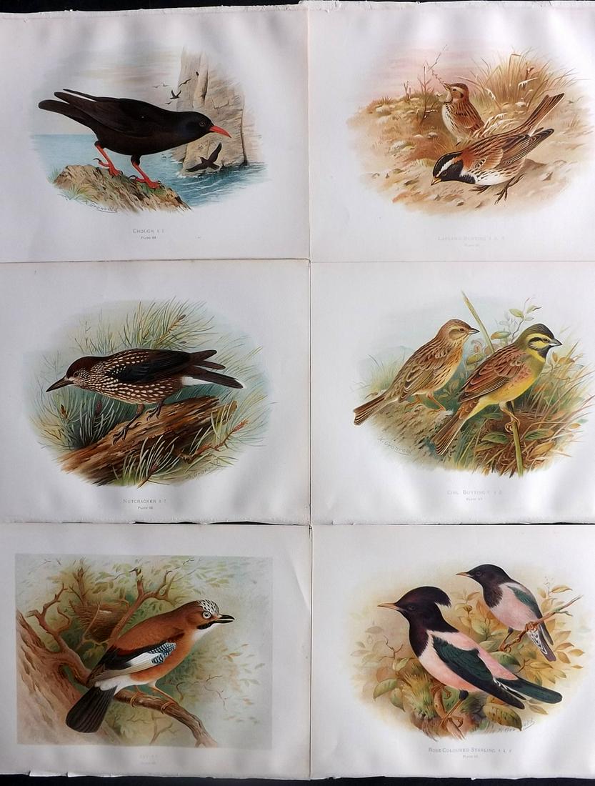 Butler, Frohawk & Gronvold 1908 Lot of 6 Bird Prints: Chromolithographs Published 1907-08, London for "Birds of Great Britain and Ireland..." by Arthur G. Butler. Illustrated by H. Gronvold & F. W. Frohawk. Paper Size: 11.5 x 9 inch (29 x 23cm) Good Cond