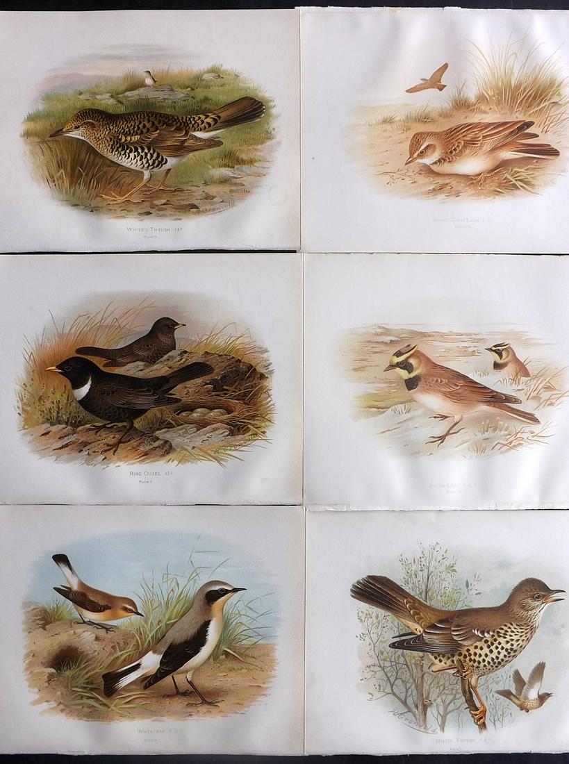 Butler, Frohawk & Gronvold 1908 Lot of 6 Bird Prints: Chromolithographs Published 1907-08, London for "Birds of Great Britain and Ireland..." by Arthur G. Butler. Illustrated by H. Gronvold & F. W. Frohawk. Paper Size: 11.5 x 9 inch (29 x 23cm) Good Cond