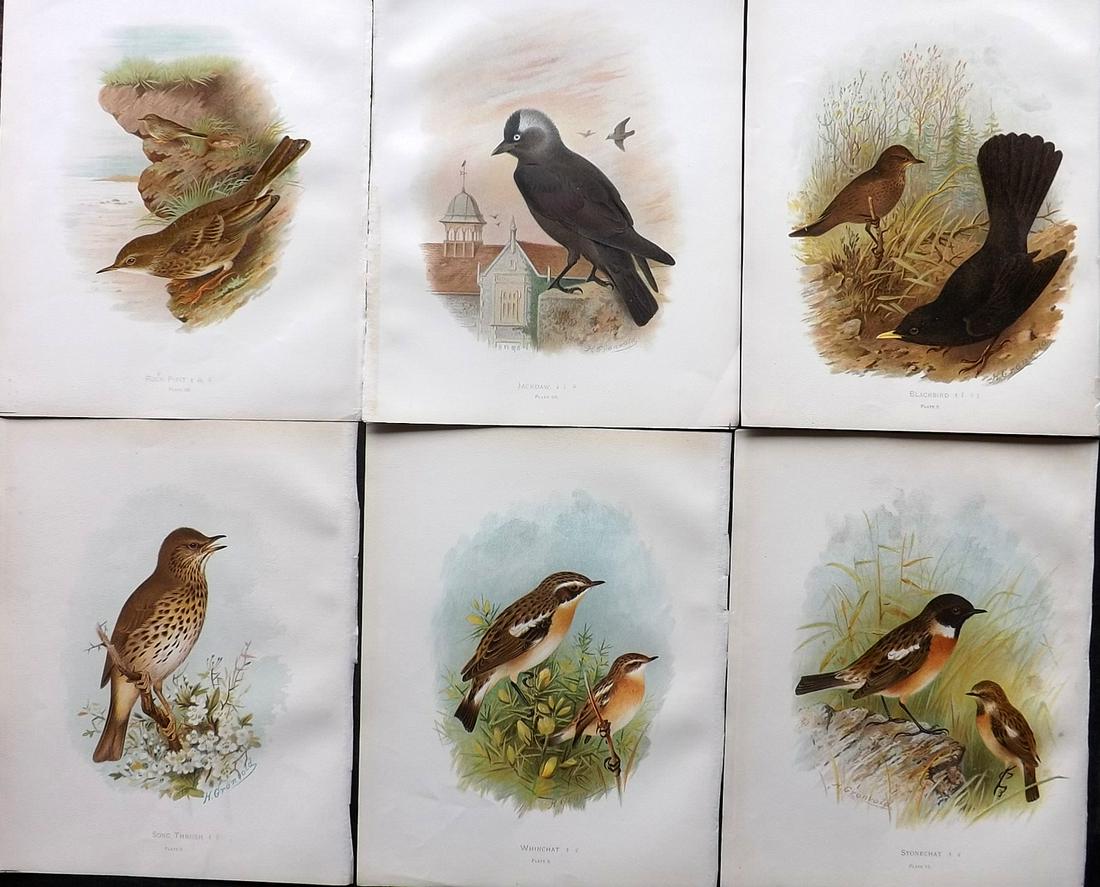 Butler, Frohawk & Gronvold 1908 Lot of 6 Bird Prints: Chromolithographs Published 1907-08, London for "Birds of Great Britain and Ireland..." by Arthur G. Butler. Illustrated by H. Gronvold & F. W. Frohawk. Paper Size: 11.5 x 9 inch (29 x 23cm) Good Cond