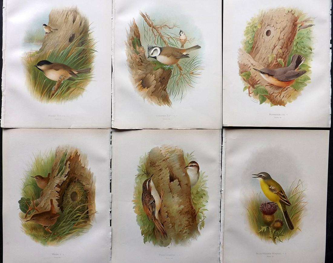 Butler, Frohawk & Gronvold 1908 Lot of 6 Bird Prints: Chromolithographs Published 1907-08, London for "Birds of Great Britain and Ireland..." by Arthur G. Butler. Illustrated by H. Gronvold & F. W. Frohawk. Paper Size: 11.5 x 9 inch (29 x 23cm) Good Cond