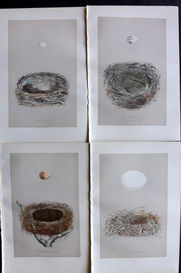 Morris, Francis 1892 Lot of 4 Bird Nest Prints: Woodblock Published 1892 by John C. Nimmo, London for "A Natural History of the Nests & Eggs of British Birds" By the Rev. Frances Orpen Morris, printed Benjamin Fawcett. Printed in colours and finish