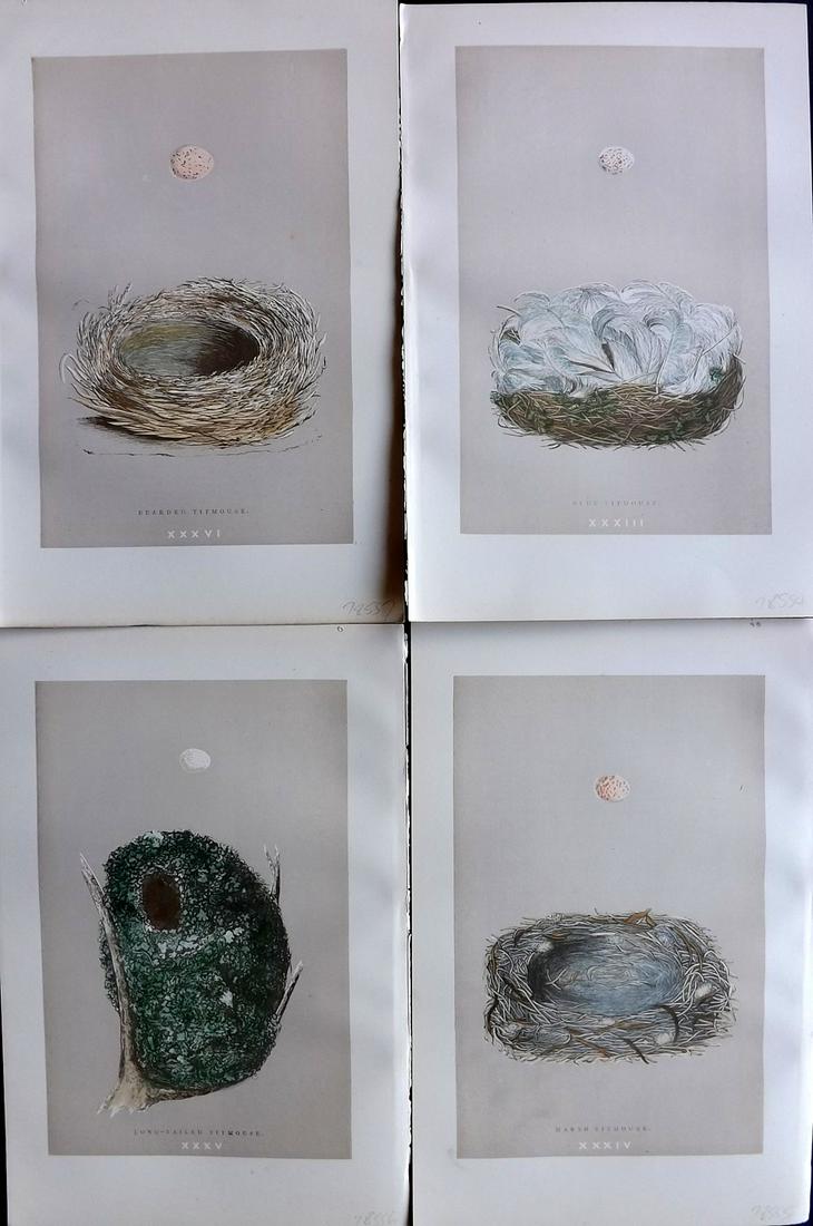 Morris, Francis 1892 Lot of 4 Bird Nest Prints: Woodblock Published 1892 by John C. Nimmo, London for "A Natural History of the Nests & Eggs of British Birds" By the Rev. Frances Orpen Morris, printed Benjamin Fawcett. Printed in colours and finish