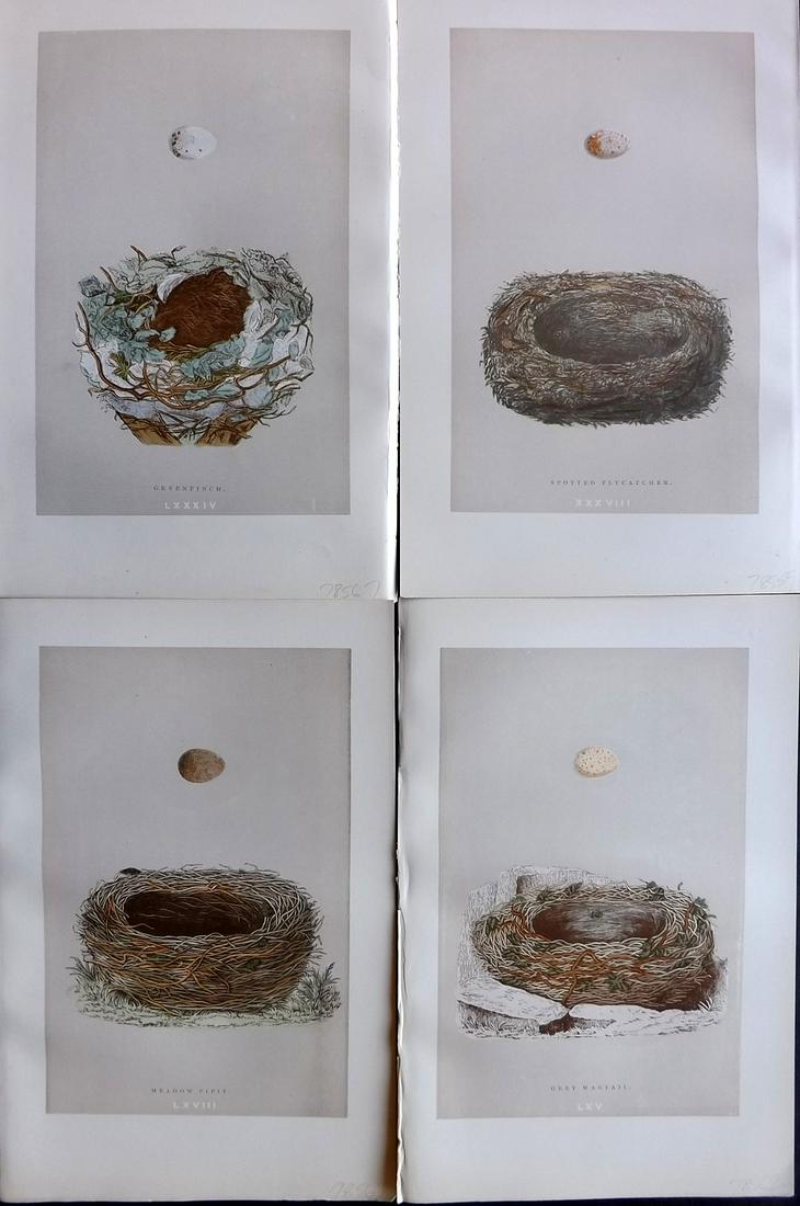 Morris, Francis 1892 Lot of 4 Bird Nest Prints: Woodblock Published 1892 by John C. Nimmo, London for "A Natural History of the Nests & Eggs of British Birds" By the Rev. Frances Orpen Morris, printed Benjamin Fawcett. Printed in colours and finish