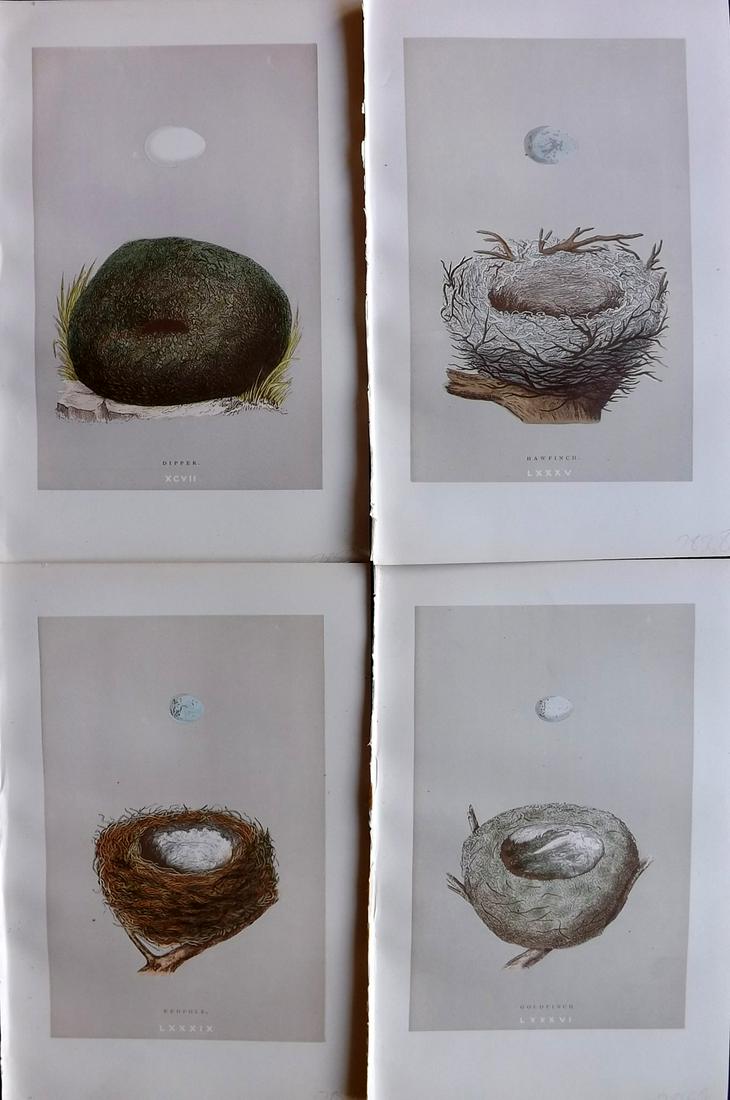Morris, Francis 1892 Lot of 4 Bird Nest Prints: Woodblock Published 1892 by John C. Nimmo, London for "A Natural History of the Nests & Eggs of British Birds" By the Rev. Frances Orpen Morris, printed Benjamin Fawcett. Printed in colours and finish