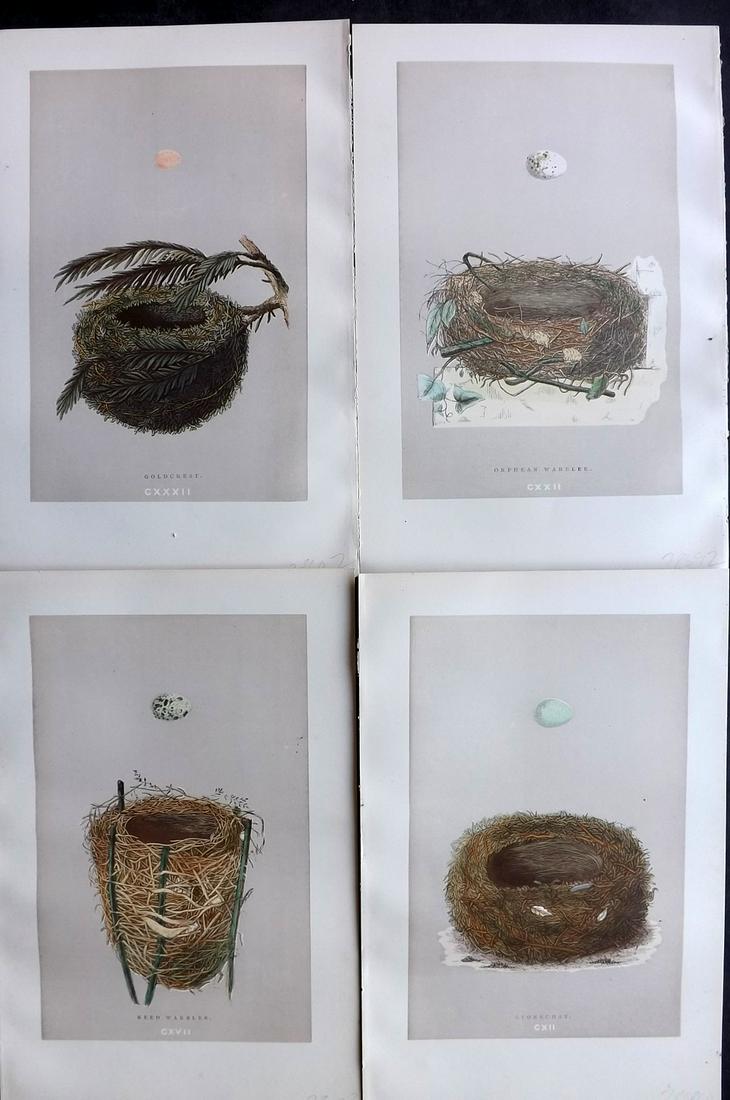 Morris, Francis 1892 Lot of 4 Bird Nest Prints: Woodblock Published 1892 by John C. Nimmo, London for "A Natural History of the Nests & Eggs of British Birds" By the Rev. Frances Orpen Morris, printed Benjamin Fawcett. Printed in colours and finish