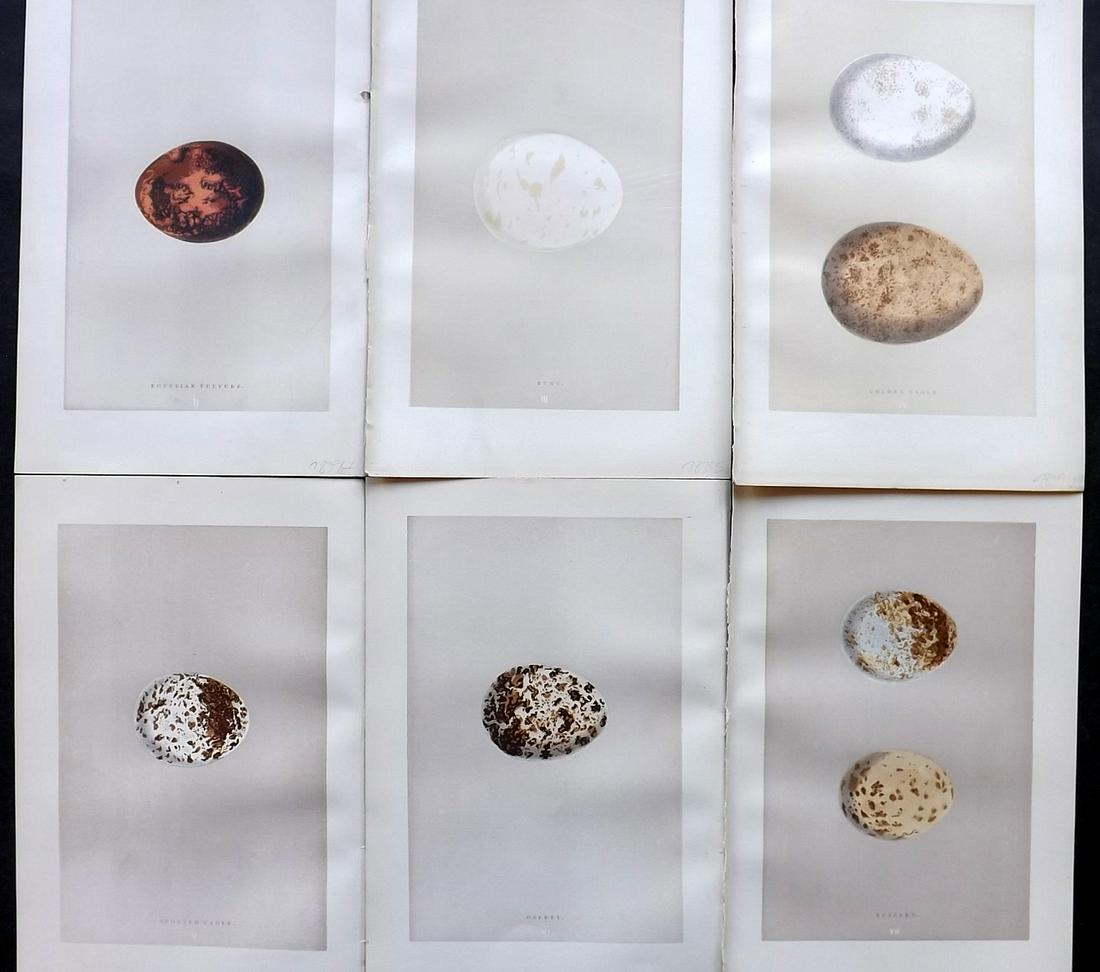 Morris, Francis 1892 Lot of 6 Bird Egg Prints: Woodblock Published 1892 by John C. Nimmo, London for "A Natural History of the Nests & Eggs of British Birds" By the Rev. Frances Orpen Morris, printed Benjamin Fawcett. Printed in colours and finish