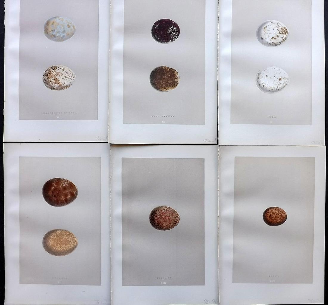 Morris, Francis 1892 Lot of 6 Bird Egg Prints: Woodblock Published 1892 by John C. Nimmo, London for "A Natural History of the Nests & Eggs of British Birds" By the Rev. Frances Orpen Morris, printed Benjamin Fawcett. Printed in colours and finish