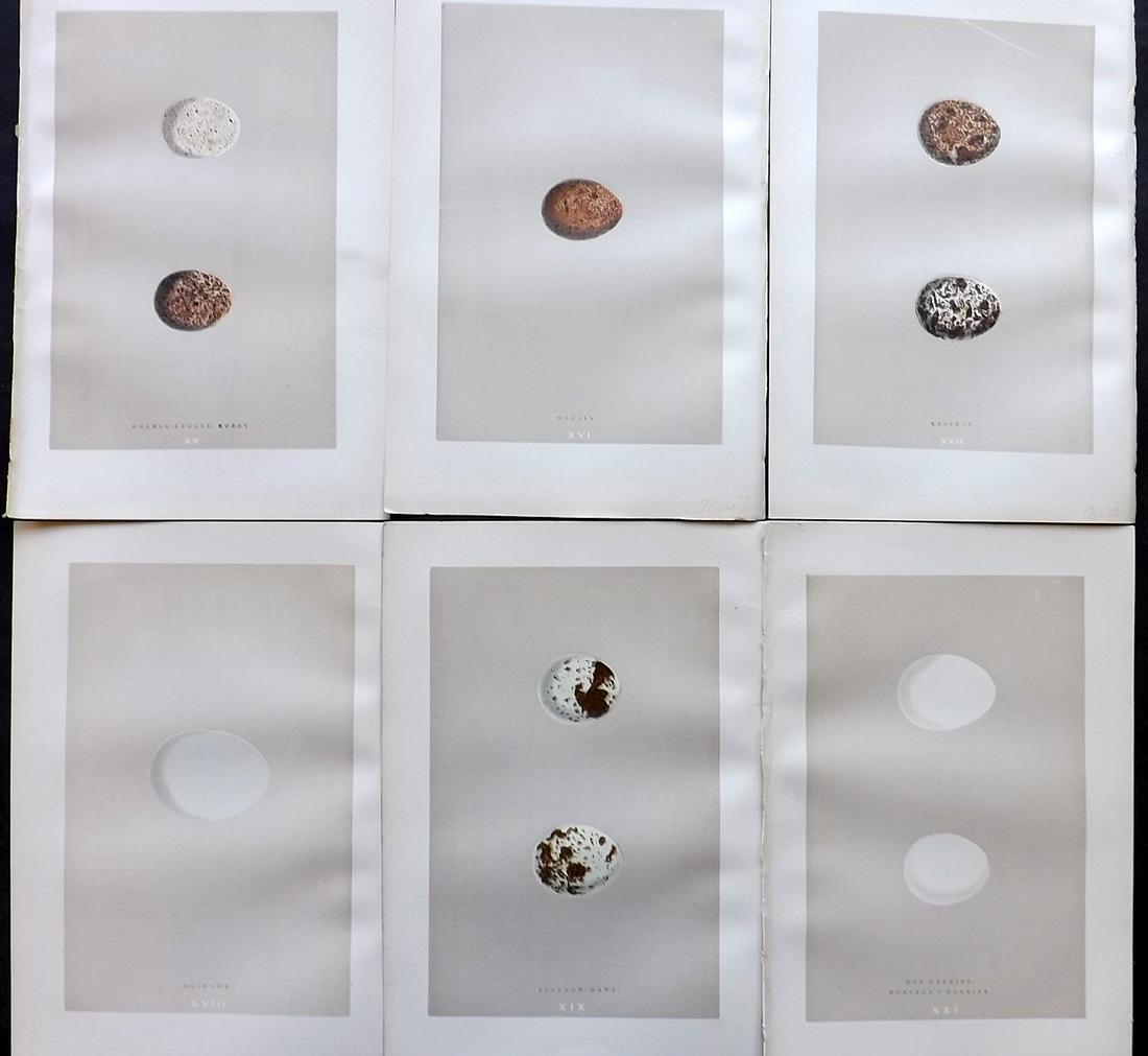 Morris, Francis 1892 Lot of 6 Bird Egg Prints: Woodblock Published 1892 by John C. Nimmo, London for "A Natural History of the Nests & Eggs of British Birds" By the Rev. Frances Orpen Morris, printed Benjamin Fawcett. Printed in colours and finish