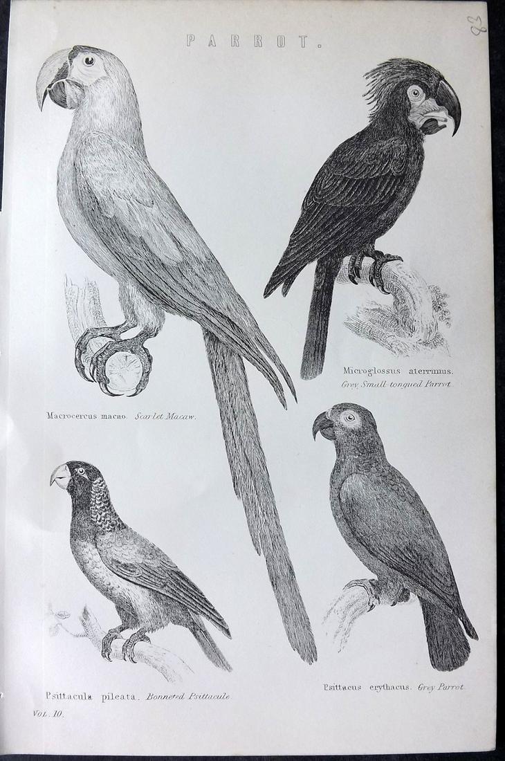 National Encyclopedia 1891 Antique Bird Print. Parrots (1 of 2)