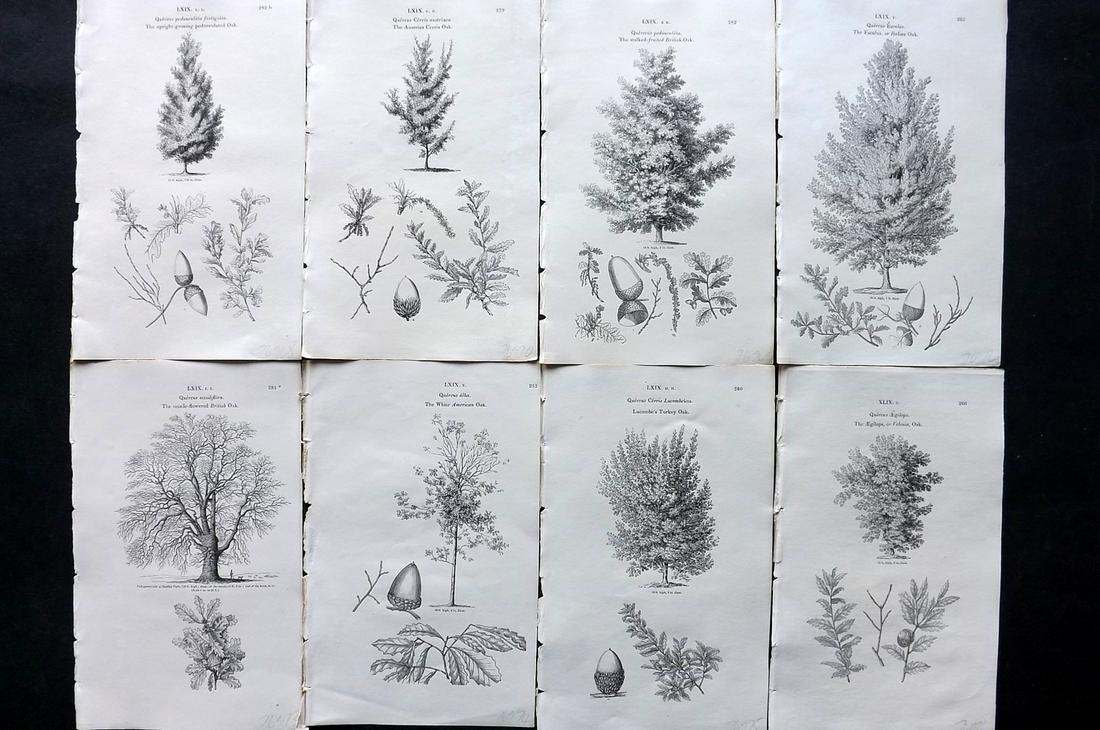 Loudon, John 1844 Lot of 8 Antique Tree Prints: Woodblocks Published 1844, London for "Arboretum et Fruticetum Britannicum; or, The Trees and Shrubs of Britain" by John Claudius Loudon. Good Paper, reverse side blank. Paper Size: 8.5 x 5.5 inch (22