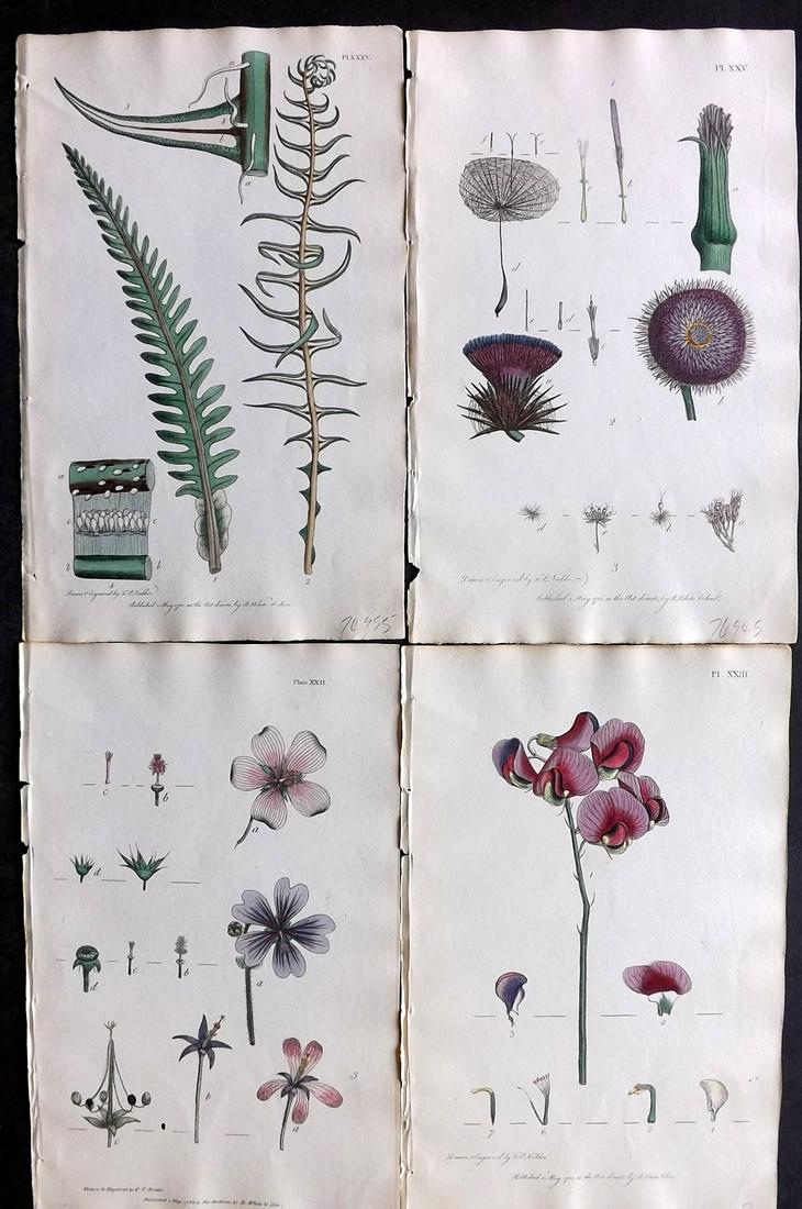 Nodder & Martyn 1817 Lot of 4 Hand Col Botanical Prints: Hand Colored Copper Plates Published 1817, London for "Thirty-eight Plates, with Explanations, Intended to Illustrate Linnaeus's System of Vegetables" by Thomas Martyn. Drawn & Engraved by Frederick P