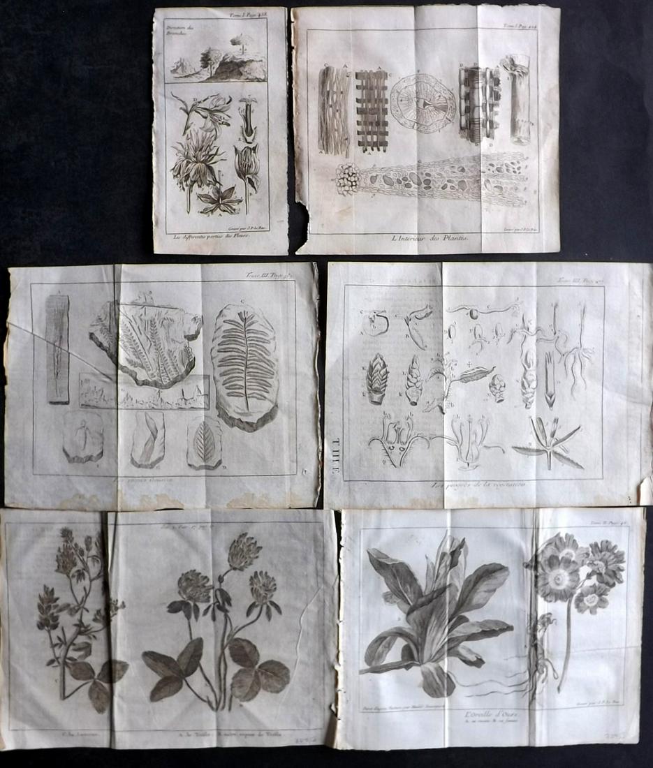 Pluche, Noel C1750 Lot of 6 Botanical Prints (1 of 2)