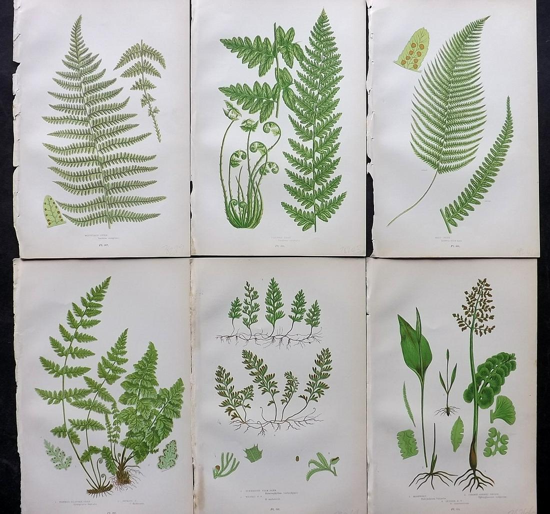 Pratt, Anne 1900 Lot of 6 Antique Fern Prints: Chromolithographs Published 1900, London for "The Flowering Plants and Ferns of Great Britain" by Anne Pratt. Paper Size: 9.5 x 6 inch (24 x 16cm) Good Condition