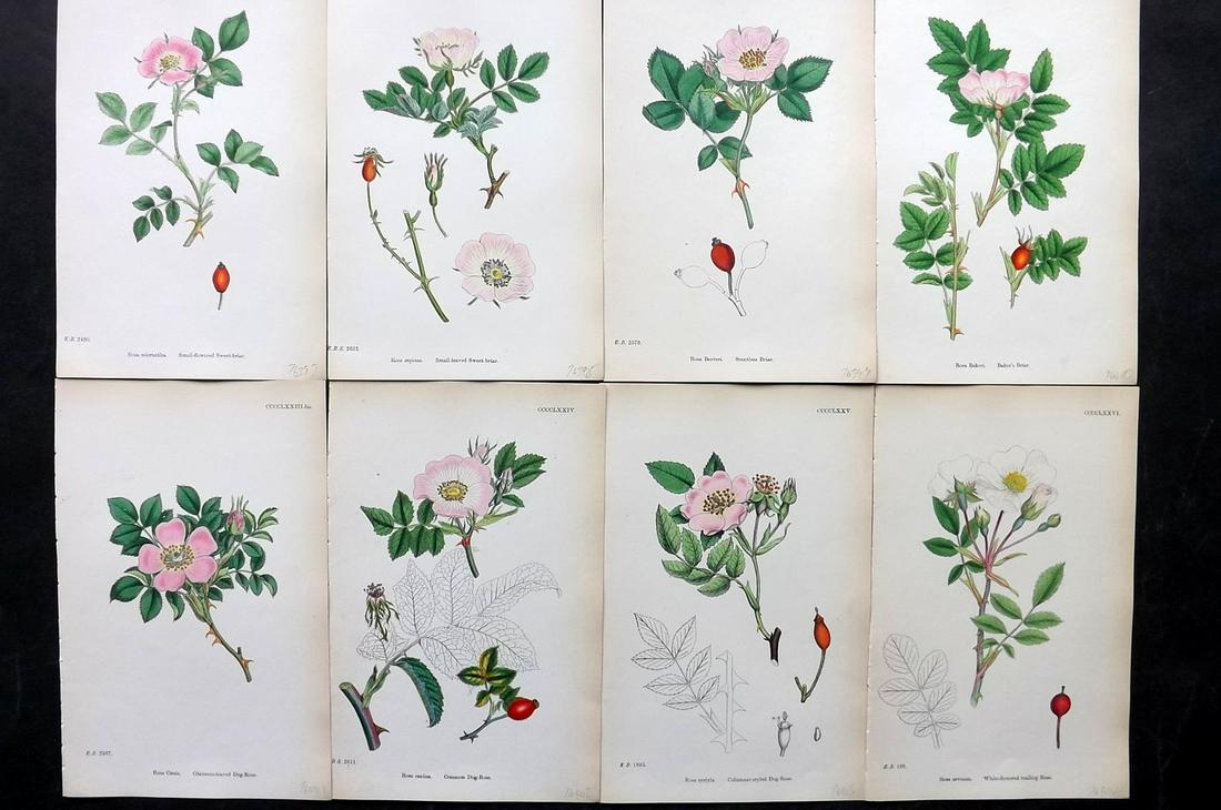 Sowerby, James 1860's Lot of 8 Hand Col Botanical Prints. Roses (1 of 2)