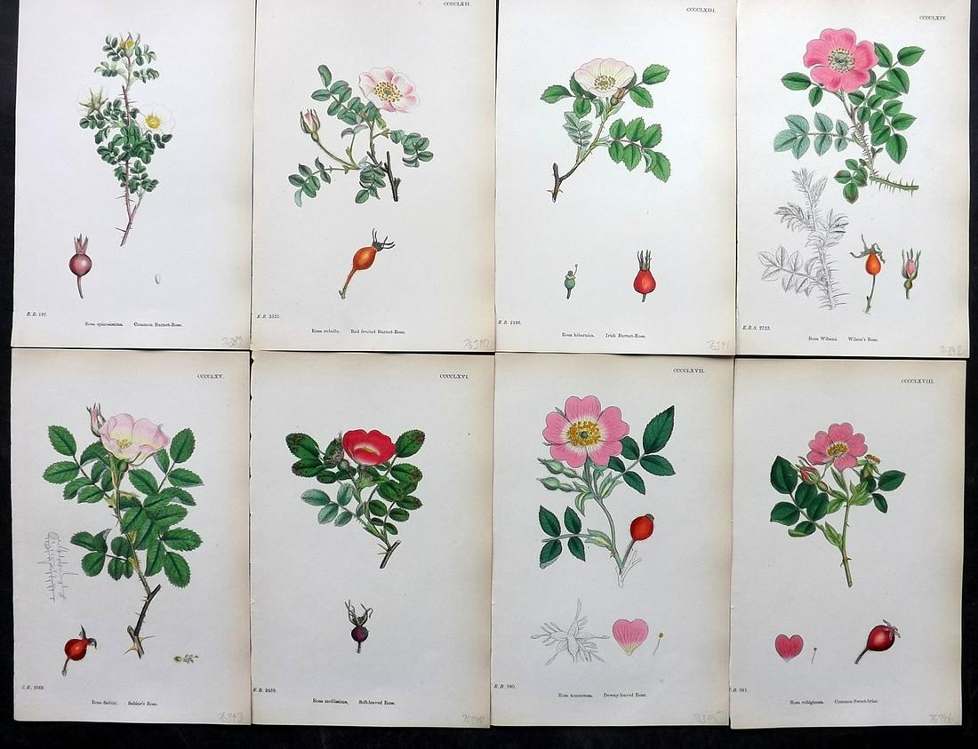 Sowerby, James 1860's Lot of 8 Hand Col Botanical Prints. Roses (1 of 2)