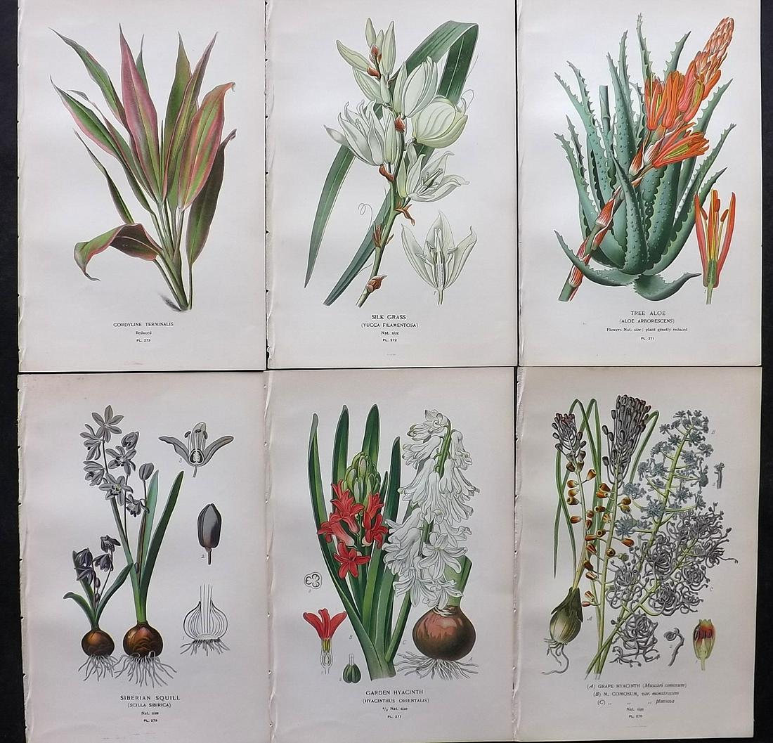 Step, Edward 1897 Lot of 6 Antique Botanical Prints: Chromolithographs Published 1896-97 by Frederick Warne & Co., London for "Favourite Flowers of Garden and Greenhouse" by Edward Step and William Watson. Paper Size: 9.5 x 6 inch (24 x 15cm) Good Condi
