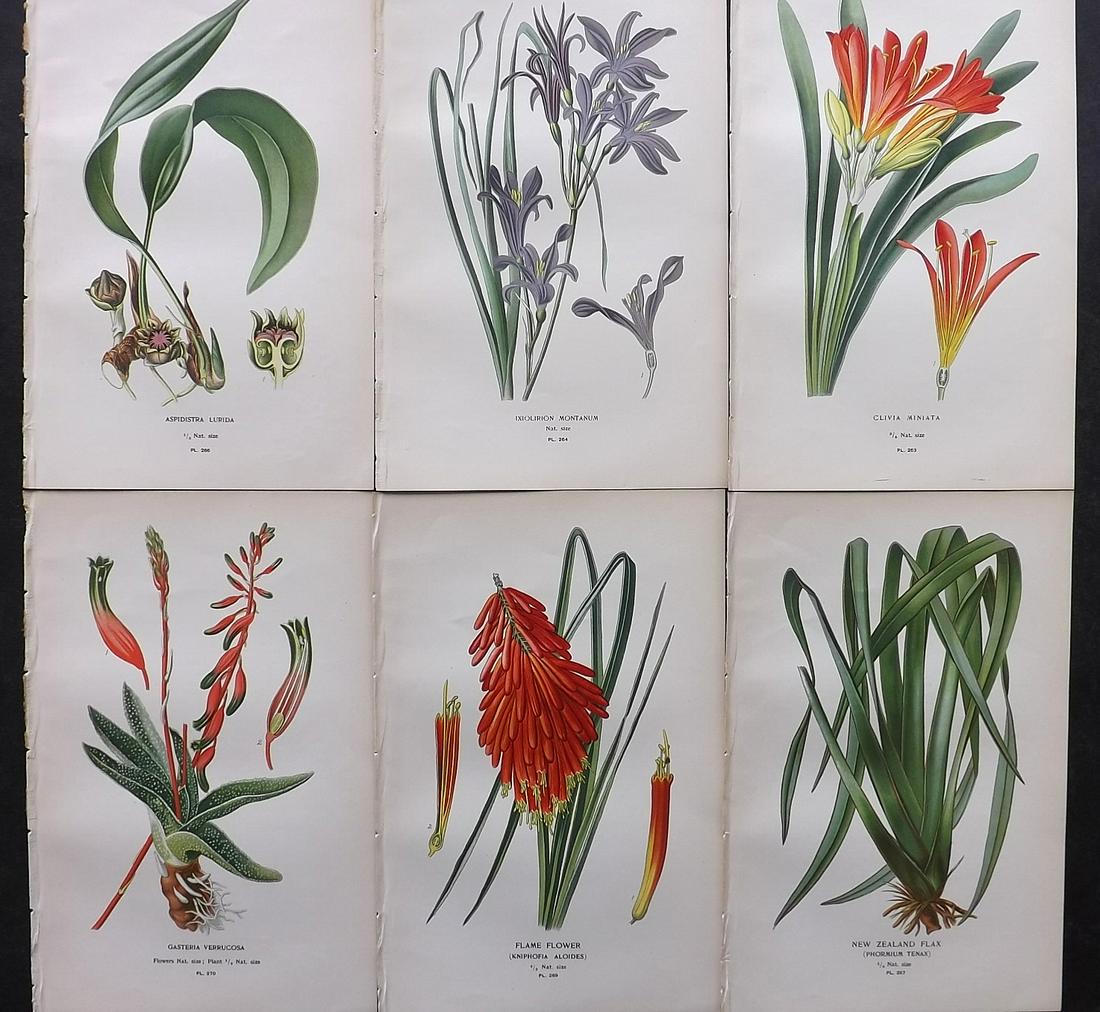 Step, Edward 1897 Lot of 6 Antique Botanical Prints: Chromolithographs Published 1896-97 by Frederick Warne & Co., London for "Favourite Flowers of Garden and Greenhouse" by Edward Step and William Watson. Paper Size: 9.5 x 6 inch (24 x 15cm) Good Condi