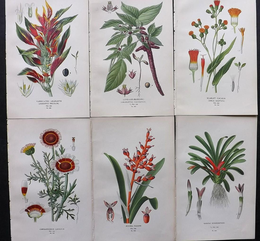 Step, Edward 1897 Lot of 6 Antique Botanical Prints: Chromolithographs Published 1896-97 by Frederick Warne & Co., London for "Favourite Flowers of Garden and Greenhouse" by Edward Step and William Watson. Paper Size: 9.5 x 6 inch (24 x 15cm) Good Condi