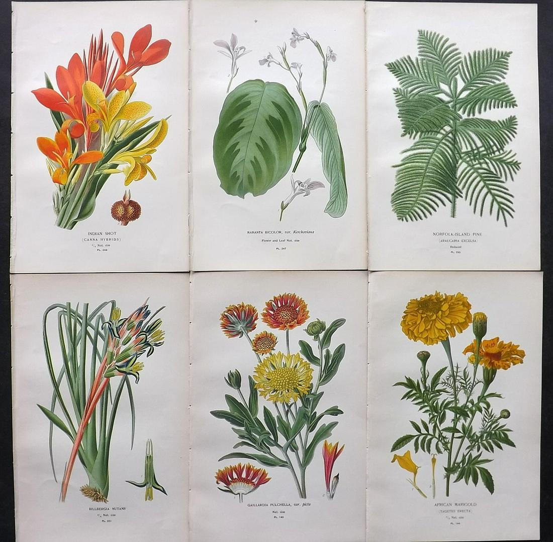 Step, Edward 1897 Lot of 6 Antique Botanical Prints: Chromolithographs Published 1896-97 by Frederick Warne & Co., London for "Favourite Flowers of Garden and Greenhouse" by Edward Step and William Watson. Paper Size: 9.5 x 6 inch (24 x 15cm) Good Condi