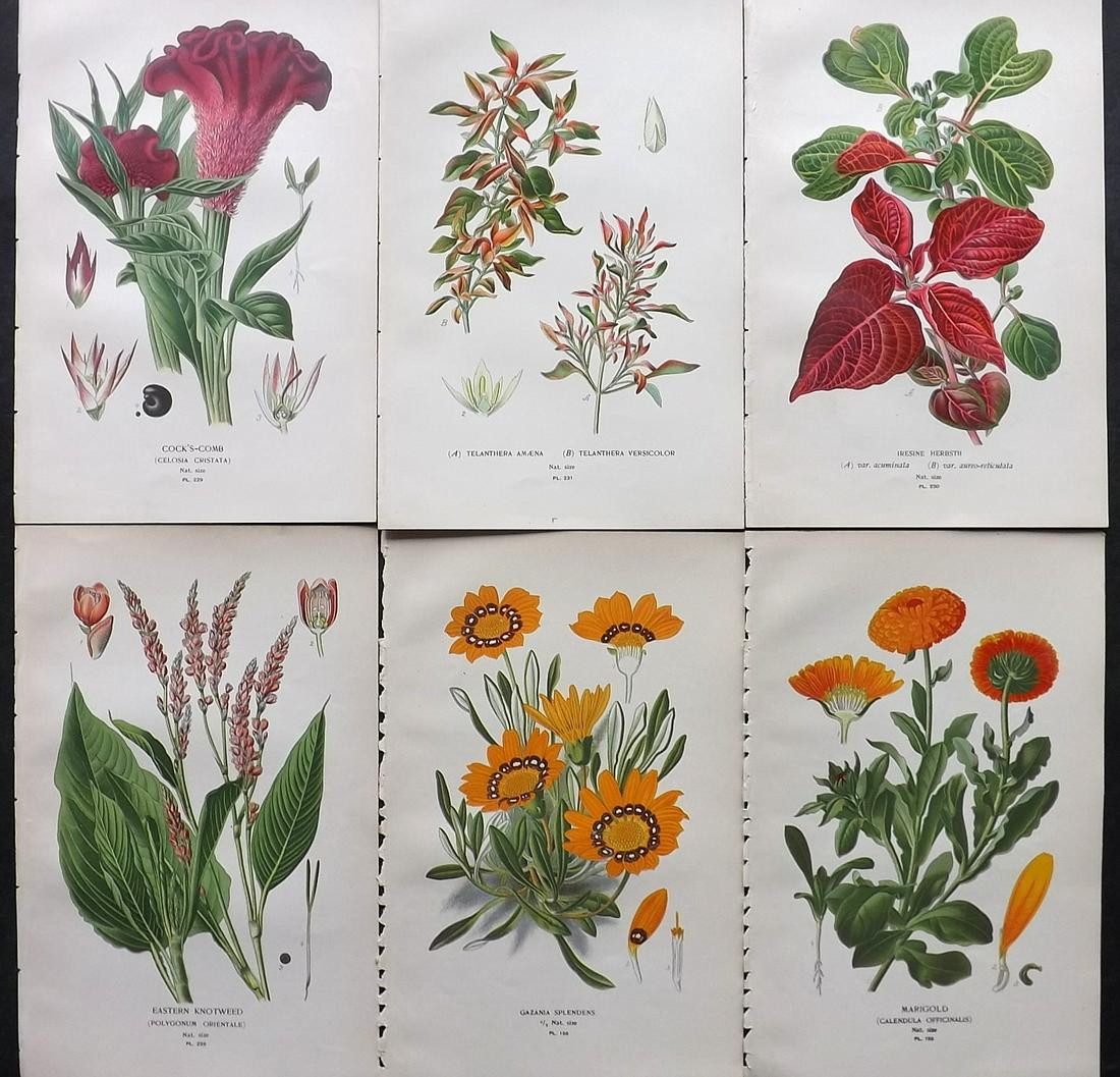 Step, Edward 1897 Lot of 6 Antique Botanical Prints: Chromolithographs Published 1896-97 by Frederick Warne & Co., London for "Favourite Flowers of Garden and Greenhouse" by Edward Step and William Watson. Paper Size: 9.5 x 6 inch (24 x 15cm) Good Condi