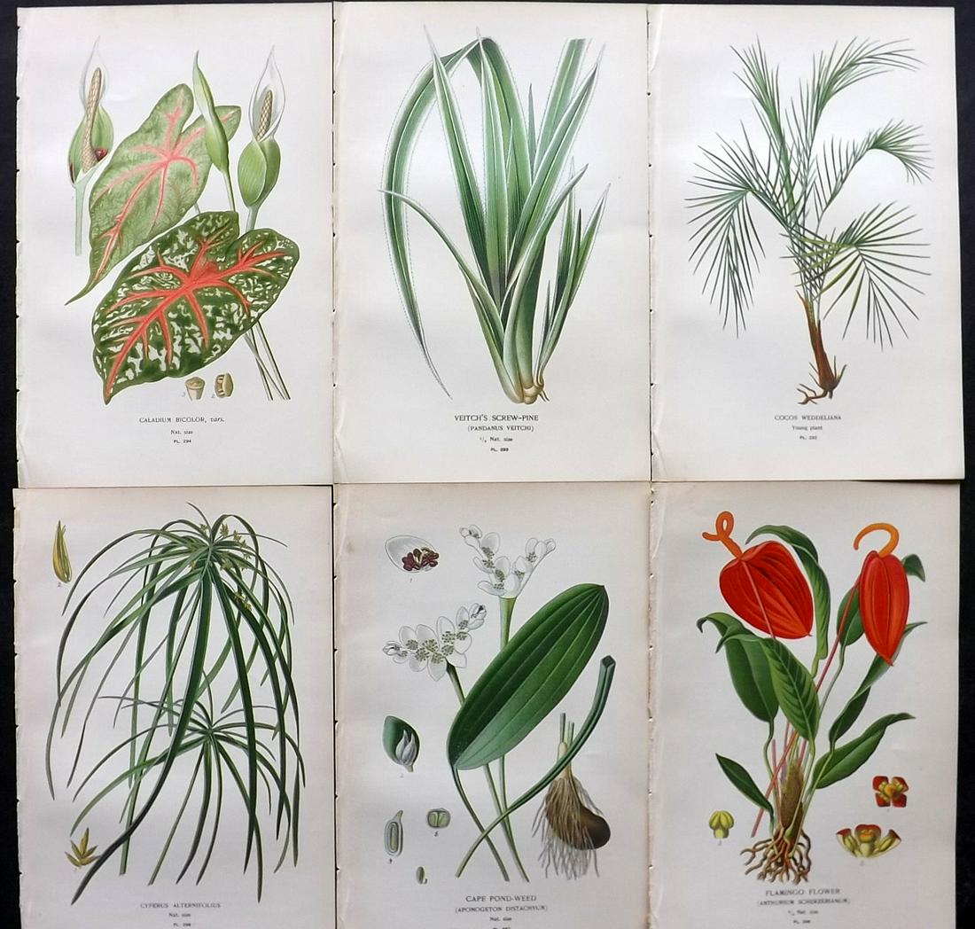 Step, Edward 1897 Lot of 6 Antique Botanical Prints: Chromolithographs Published 1896-97 by Frederick Warne & Co., London for "Favourite Flowers of Garden and Greenhouse" by Edward Step and William Watson. Paper Size: 9.5 x 6 inch (24 x 15cm) Good Condi