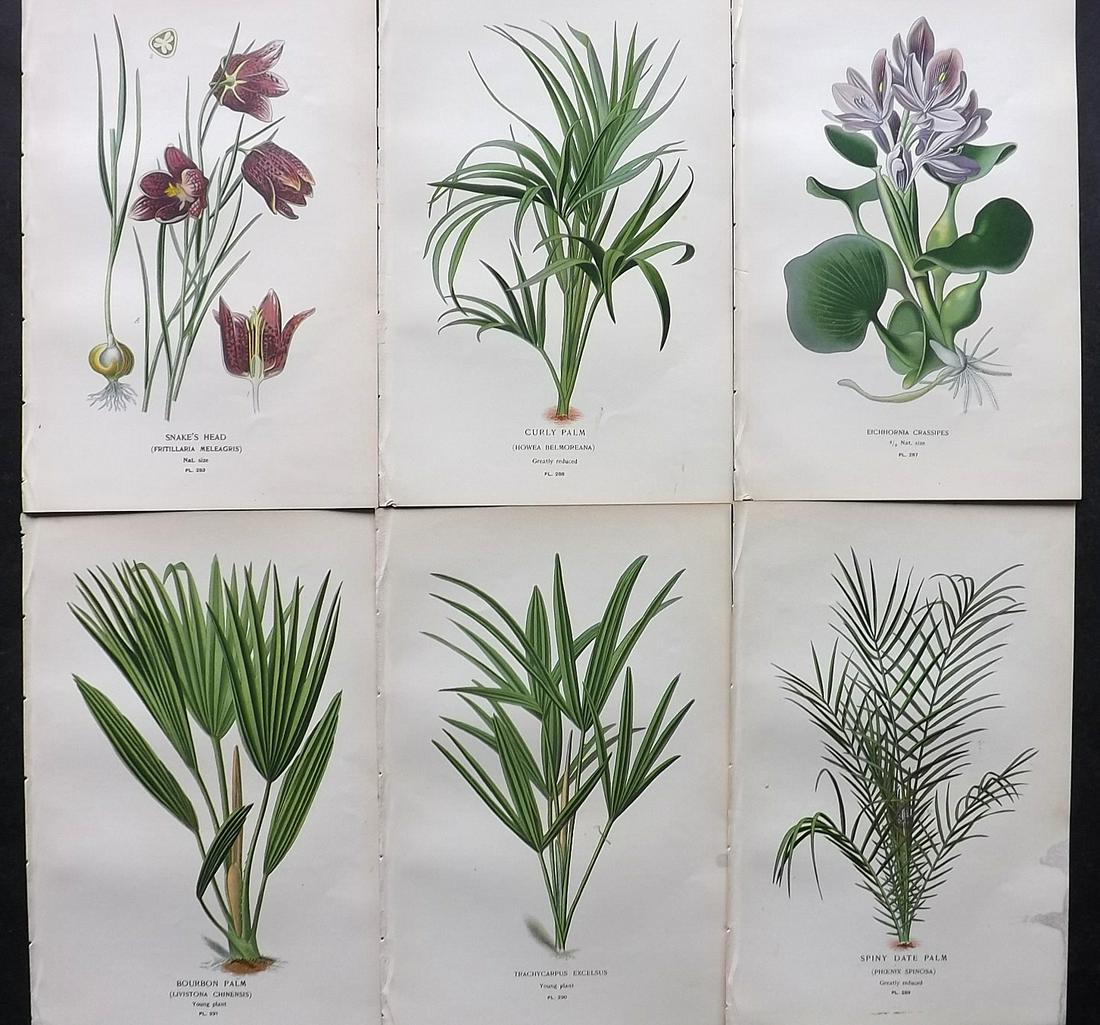 Step, Edward 1897 Lot of 6 Antique Botanical Prints: Chromolithographs Published 1896-97 by Frederick Warne & Co., London for "Favourite Flowers of Garden and Greenhouse" by Edward Step and William Watson. Paper Size: 9.5 x 6 inch (24 x 15cm) Good Condi