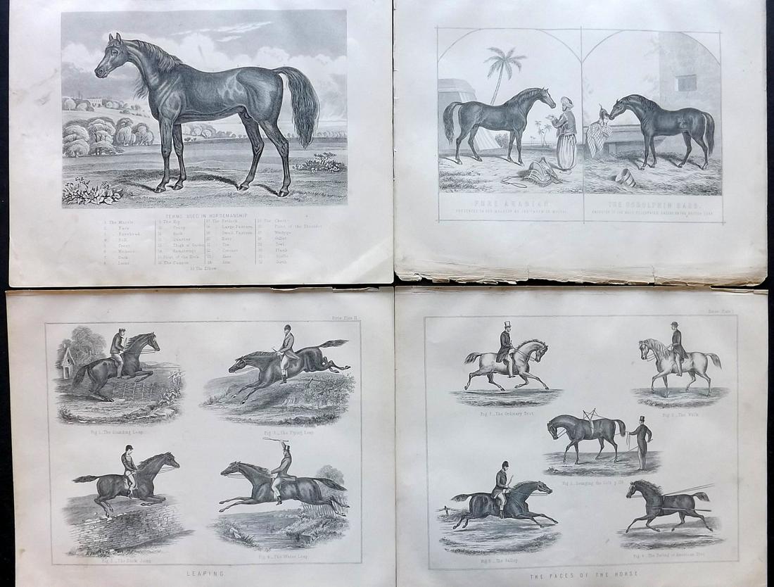 Miles, W. J. 1898 Lot of 4 Horse Prints (1 of 2)