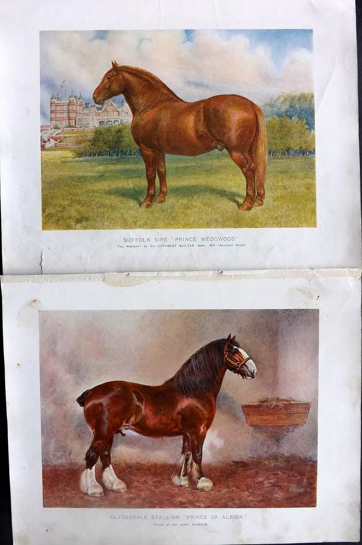 Prince-Sheldon, J. 1902 Pair of Horse Prints (1 of 2)
