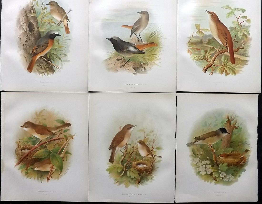 Butler, Frohawk & Gronvold 1908 Lot of 6 Bird Prints: Chromolithographs Published 1907-08, London for "Birds of Great Britain and Ireland..." by Arthur G. Butler. Illustrated by H. Gronvold & F. W. Frohawk. Paper Size: 11.5 x 9 inch (29 x 23cm) Good Cond