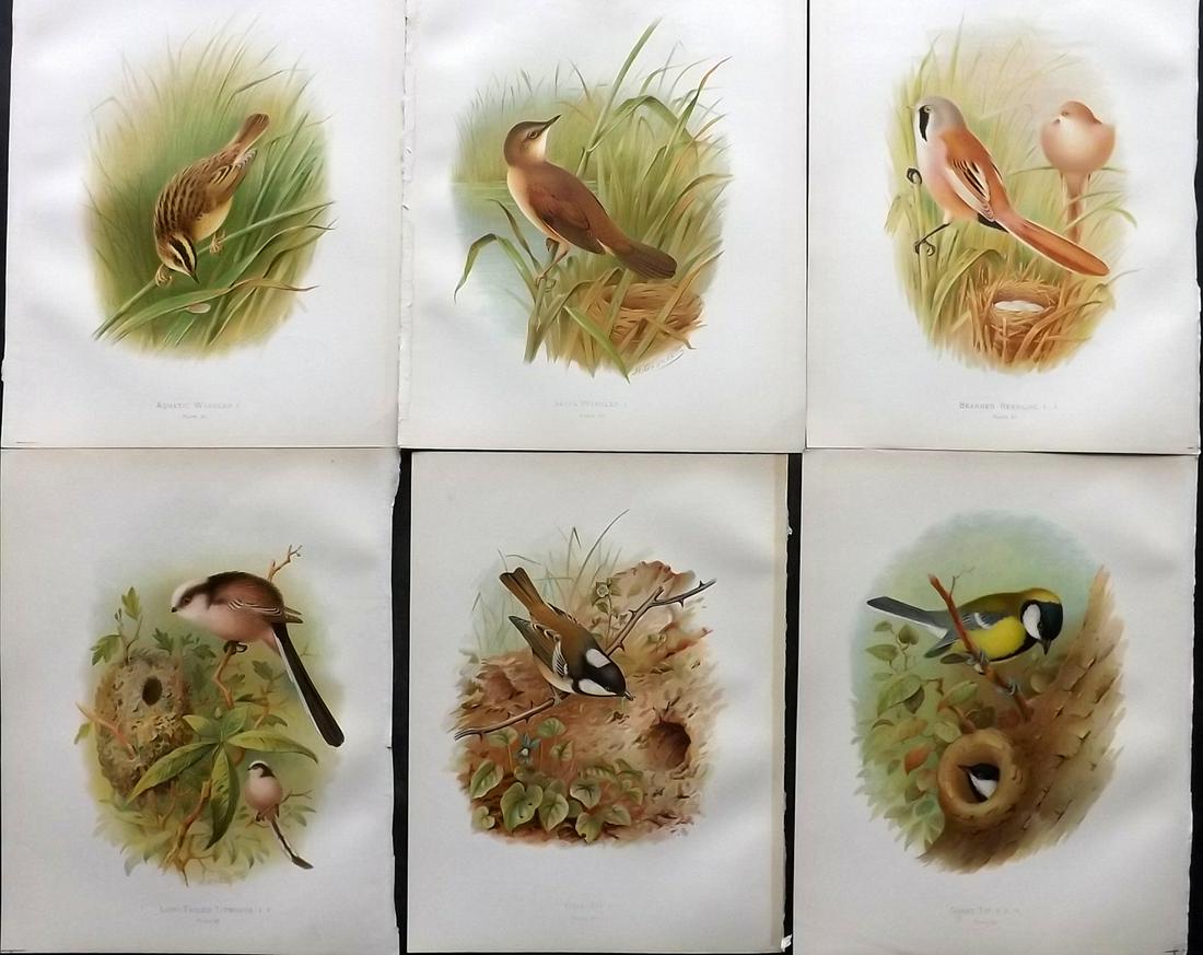 Butler, Frohawk & Gronvold 1908 Lot of 6 Bird Prints: Chromolithographs Published 1907-08, London for "Birds of Great Britain and Ireland..." by Arthur G. Butler. Illustrated by H. Gronvold & F. W. Frohawk. Paper Size: 11.5 x 9 inch (29 x 23cm) Good Cond