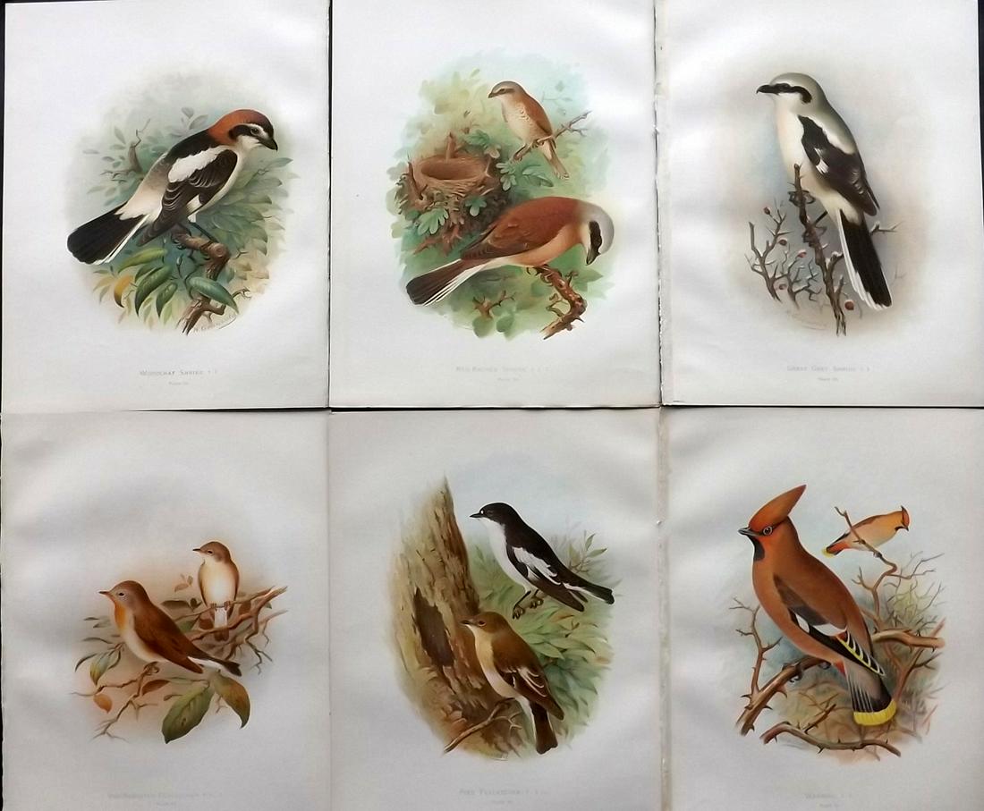 Butler, Frohawk & Gronvold 1908 Lot of 6 Bird Prints: Chromolithographs Published 1907-08, London for "Birds of Great Britain and Ireland..." by Arthur G. Butler. Illustrated by H. Gronvold & F. W. Frohawk. Paper Size: 11.5 x 9 inch (29 x 23cm) Good Cond