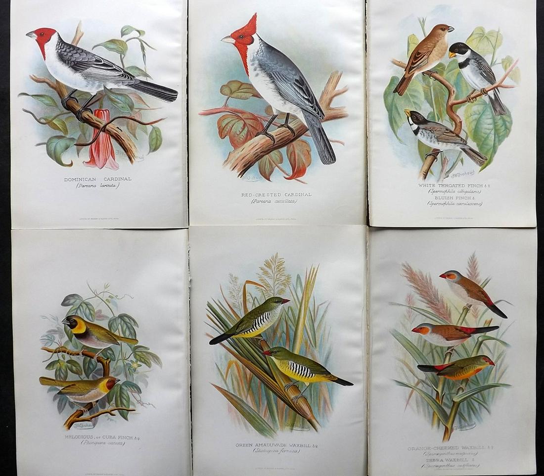 Frohawk, F. W. & Butler, Arthur 1899 Lot of 6 Bird Prints (1 of 2)