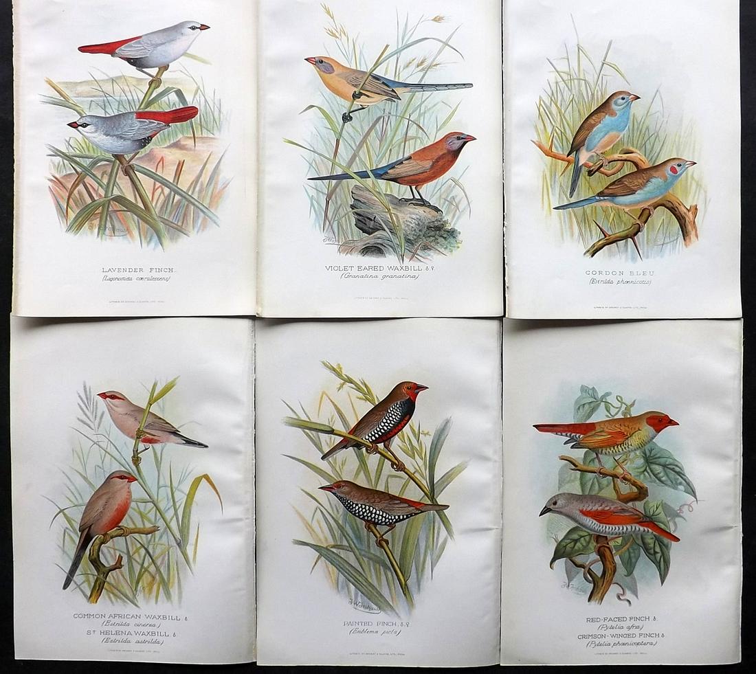 Frohawk, F. W. & Butler, Arthur 1899 Lot of 6 Bird Prints (1 of 2)