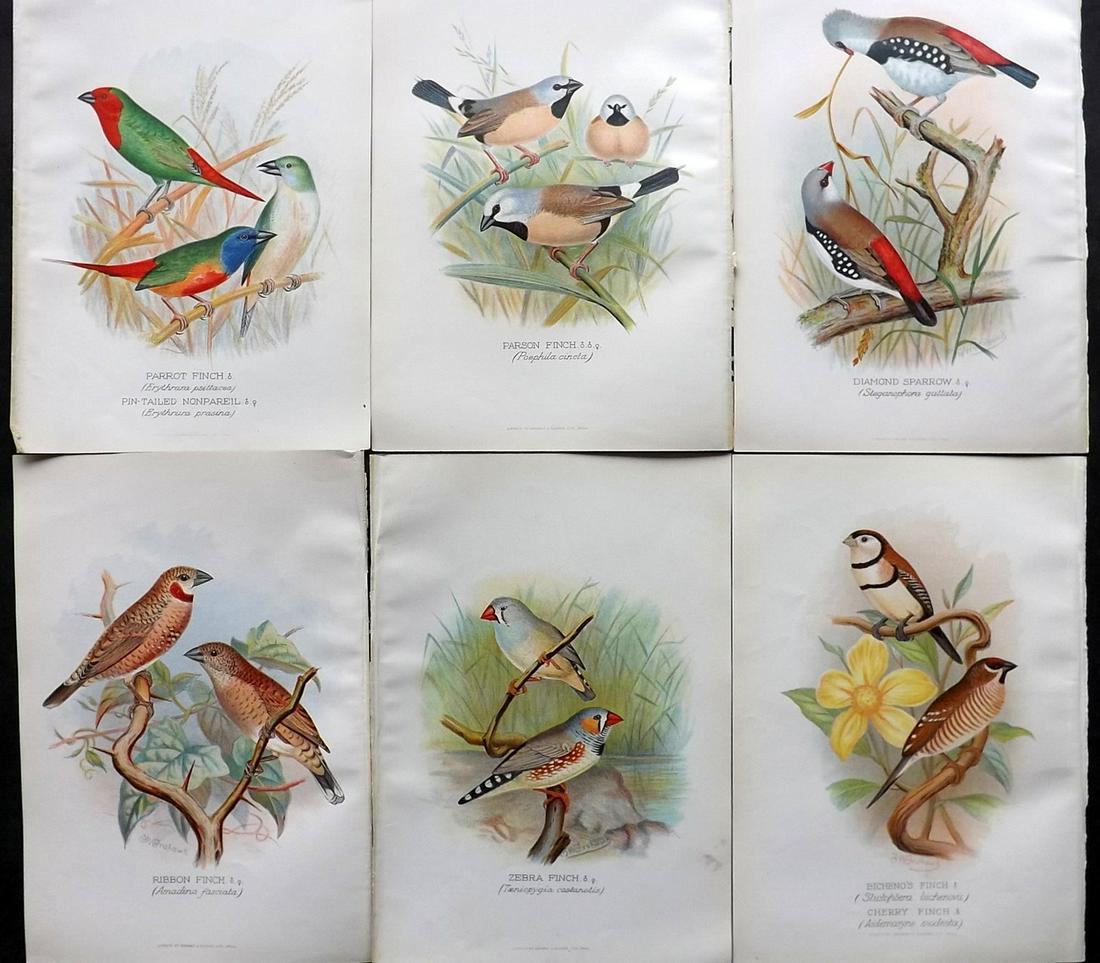 Frohawk, F. W. & Butler, Arthur 1899 Lot of 6 Bird Prints (1 of 2)