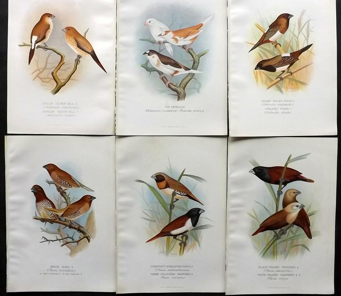 Frohawk, F. W. & Butler, Arthur 1899 Lot of 6 Bird Prints (1 of 2)