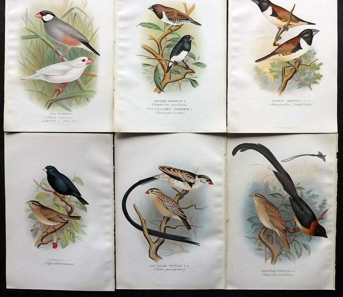 Frohawk, F. W. & Butler, Arthur 1899 Lot of 6 Bird Prints (1 of 2)