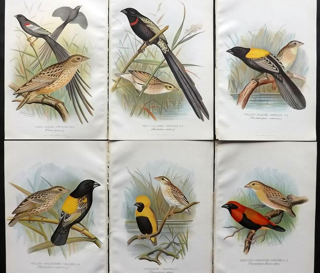 Frohawk, F. W. & Butler, Arthur 1899 Lot of 6 Bird Prints (1 of 2)