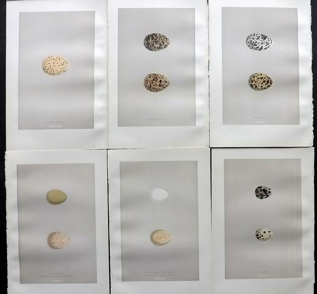 Morris, Francis 1892 Lot of 6 Bird Egg Prints: Woodblock Published 1892 by John C. Nimmo, London for "A Natural History of the Nests & Eggs of British Birds" By the Rev. Frances Orpen Morris, printed Benjamin Fawcett. Printed in colours and finish