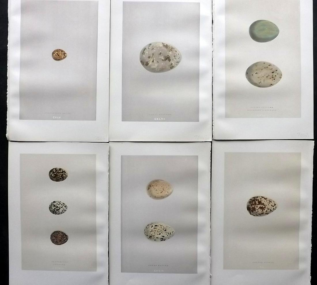 Morris, Francis 1892 Lot of 6 Bird Egg Prints: Woodblock Published 1892 by John C. Nimmo, London for "A Natural History of the Nests & Eggs of British Birds" By the Rev. Frances Orpen Morris, printed Benjamin Fawcett. Printed in colours and finish