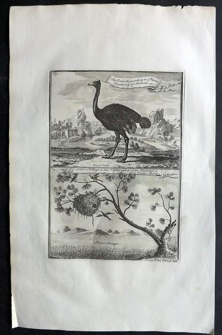 Salmon, Thomas 1753 Folio Bird Print. Ostrich & Nest of Fisher Bird (1 of 2)