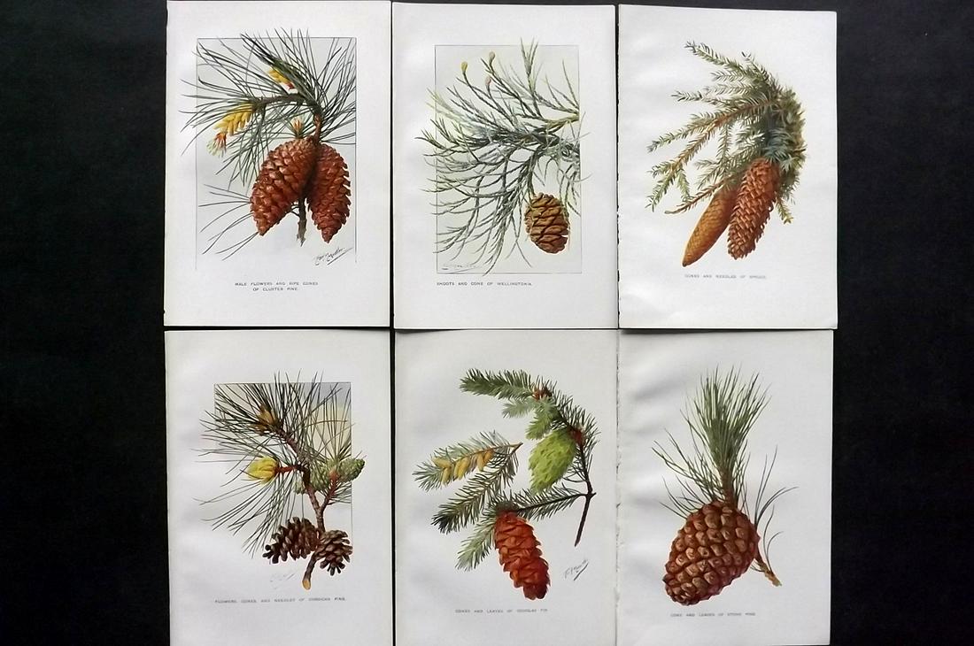 Boulger, George 1907 Lot of 6 Pine Cone Prints: Offset Lithographs Published 1907, London for "Familiar Trees" by George Boulger. Paper Size: 7 x 5 inch (18 x 13cm) Good Condition