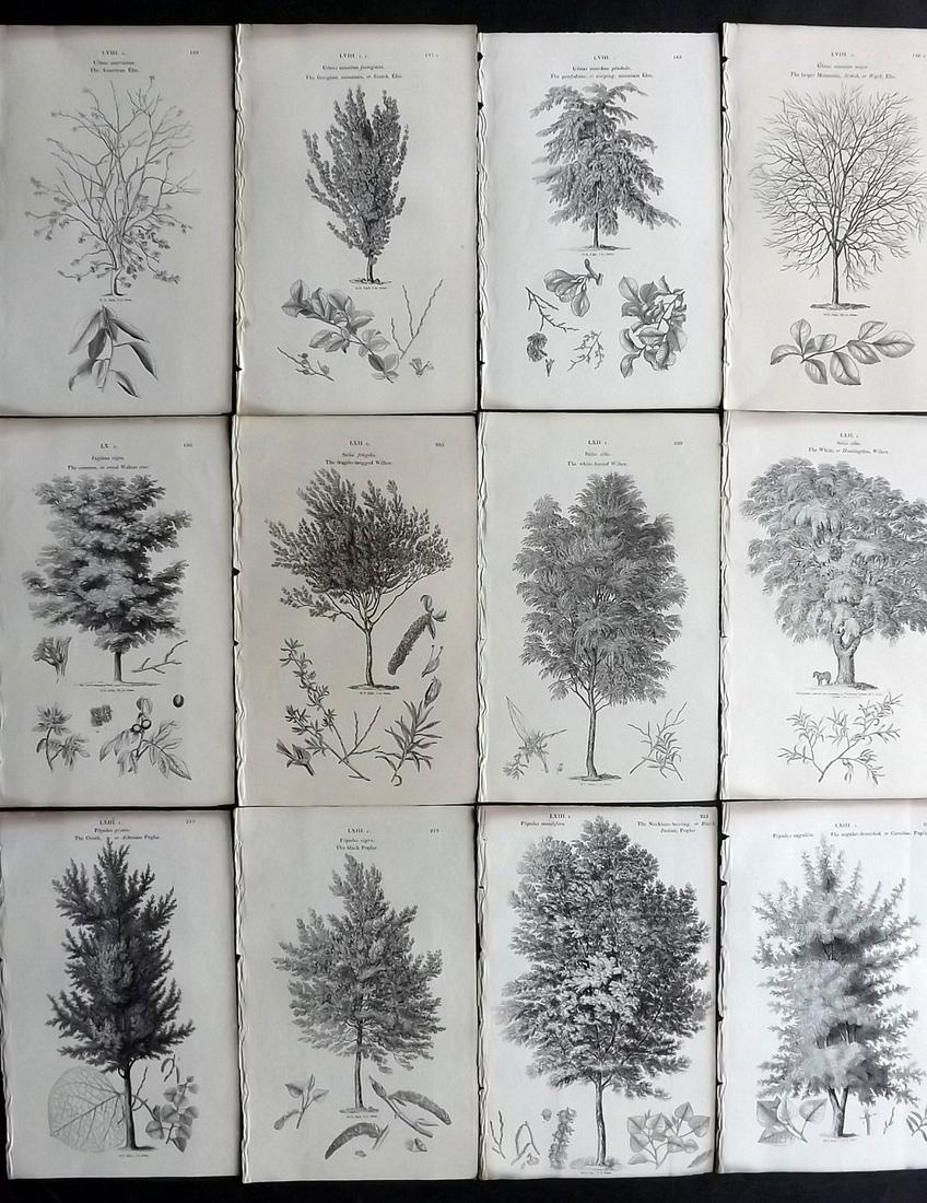 Loudon, John 1844 Lot of 12 Antique Tree Prints: Woodblocks Published 1844, London for "Arboretum et Fruticetum Britannicum; or, The Trees and Shrubs of Britain" by John Claudius Loudon. Good Paper, reverse side blank. Paper Size: 8.5 x 5.5 inch (22