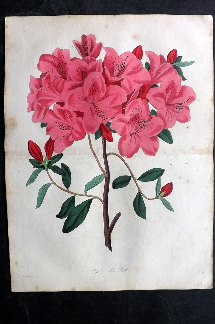 Paxton, Joseph 1836 HC Double Botanical Print. Azalea: Hand Colored Etching Published 1834-49, London for "Paxton's Magazine of Botany" by Joseph Paxton. Centre fold as published. Paper Size: 12 x 9 inch (31 x 23cm) Some tone spotting, otherwise Good Cond