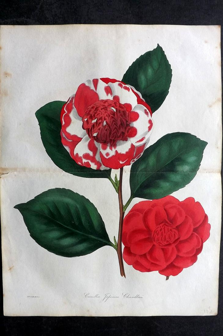 Paxton, Joseph 1836 HC Double Botanical Print. Camellia Japonica: Hand Colored Etching Published 1834-49, London for "Paxton's Magazine of Botany" by Joseph Paxton. Centre fold as published. Paper Size: 12 x 9 inch (31 x 23cm) Minor tone spotting, otherwise Good Con